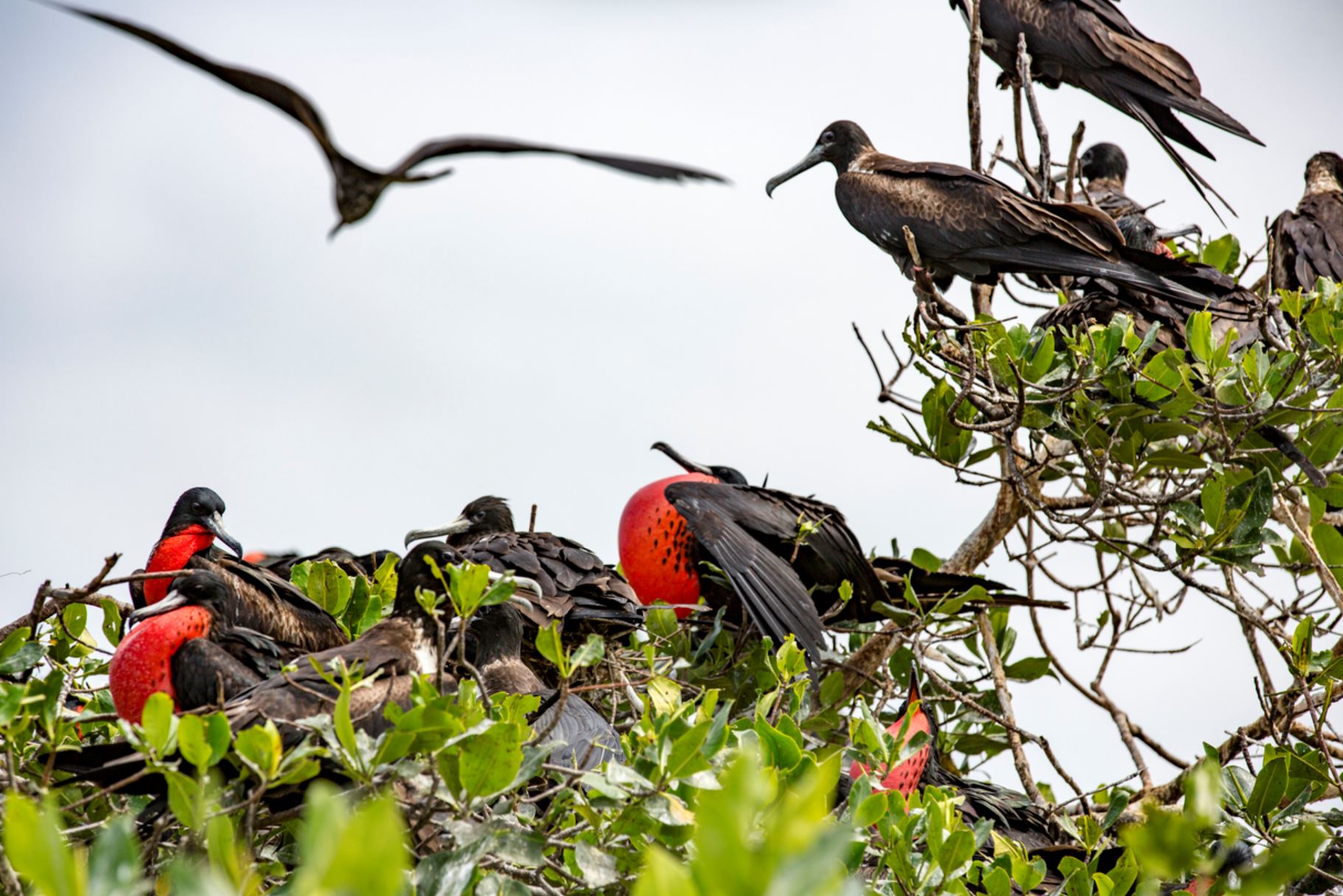 Galapagos Fregattvögel