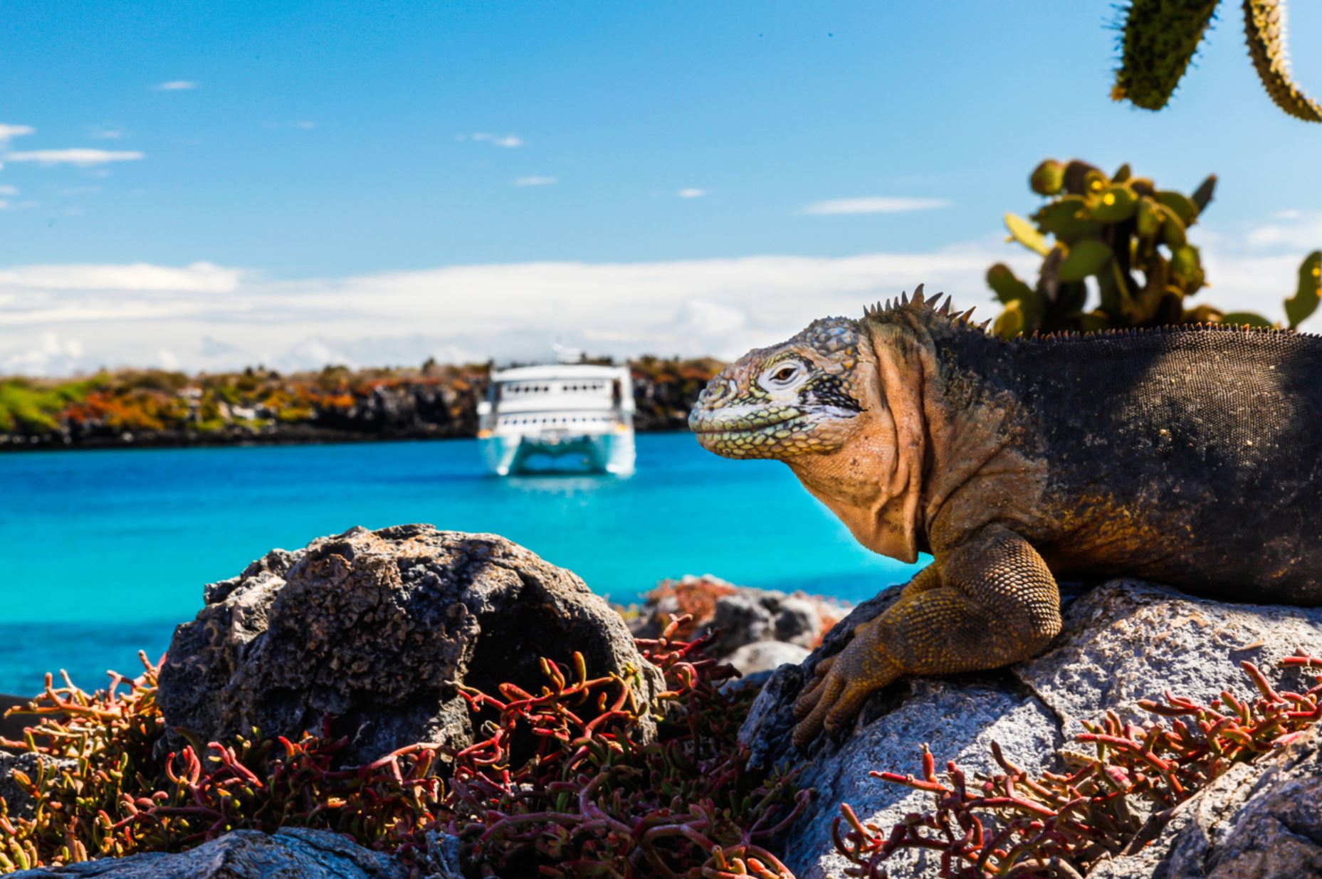Galapagos-Landleguan