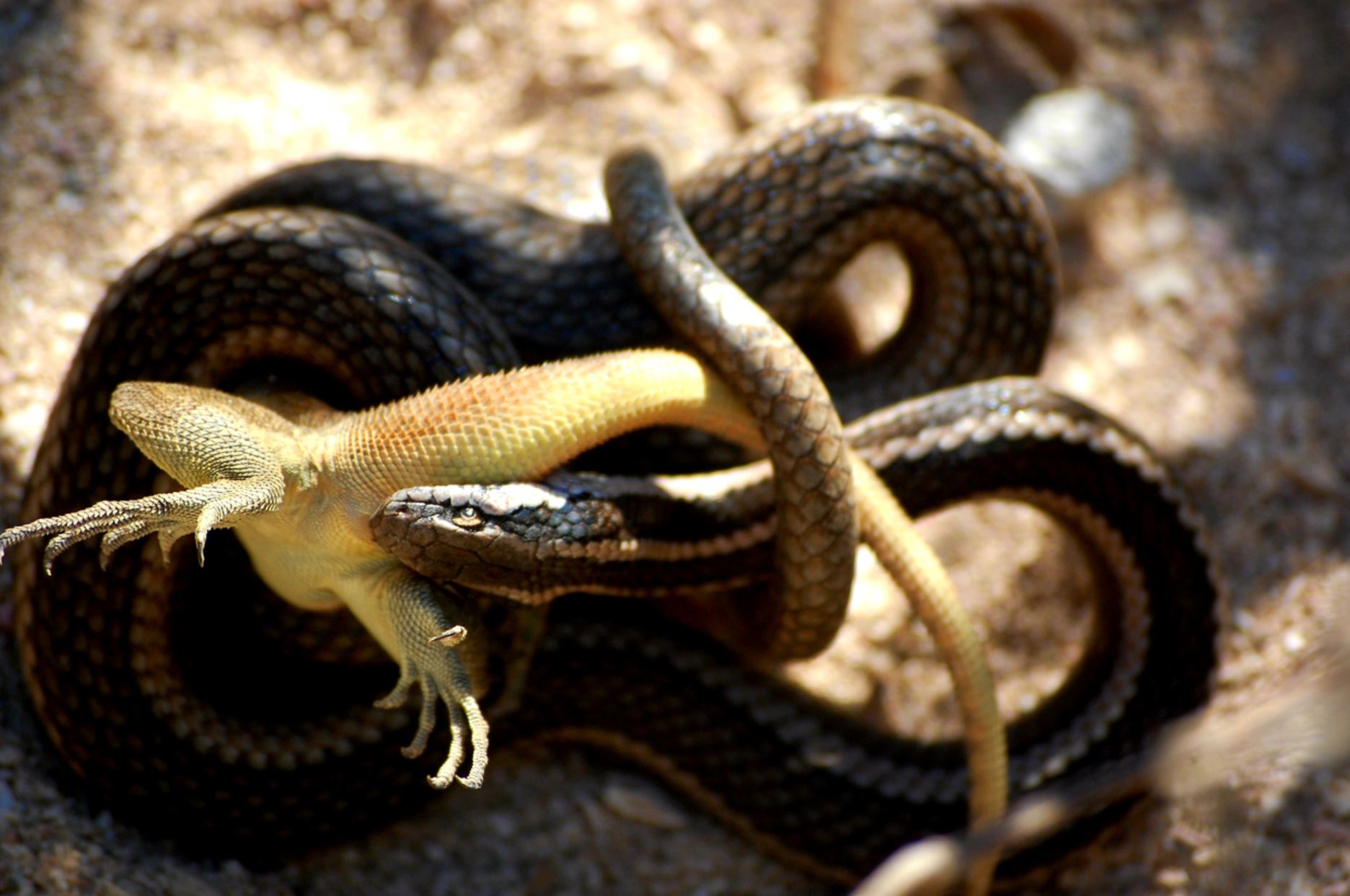 Galapagos Racer Snake