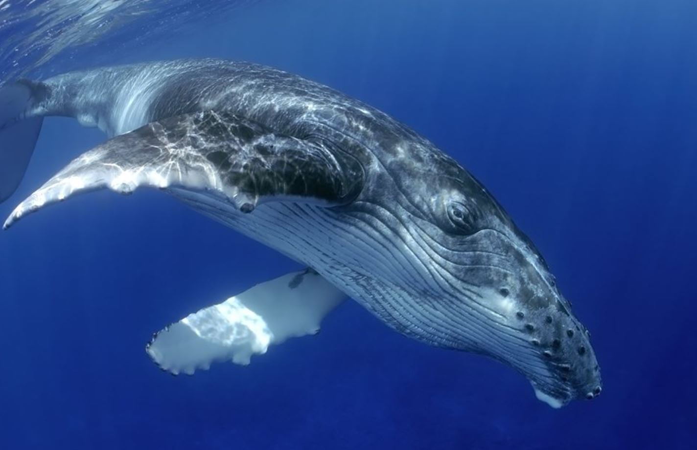Galapagos-Wal