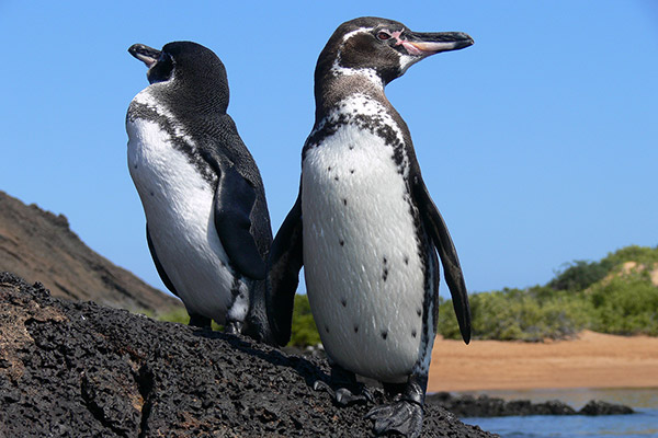 Galapagos